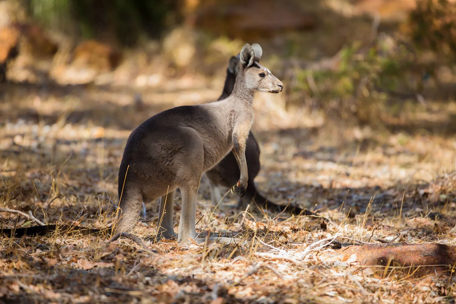 two-kangaroos-in-the-wild-2025-03-10-22-49-30-utc2.webp